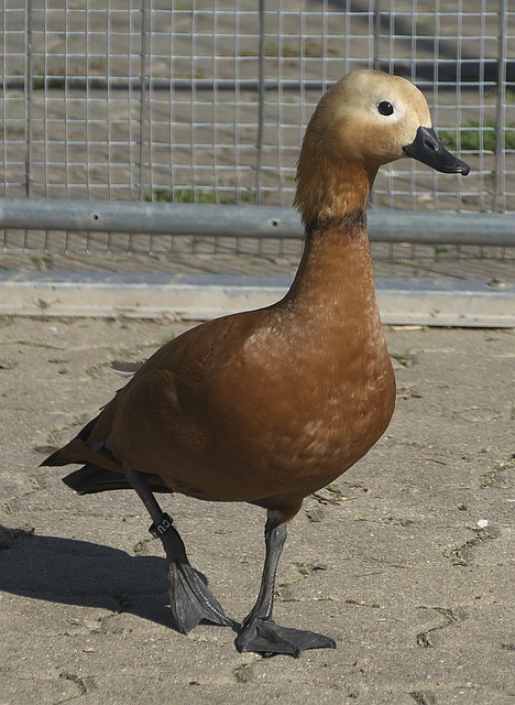 设计将直接
