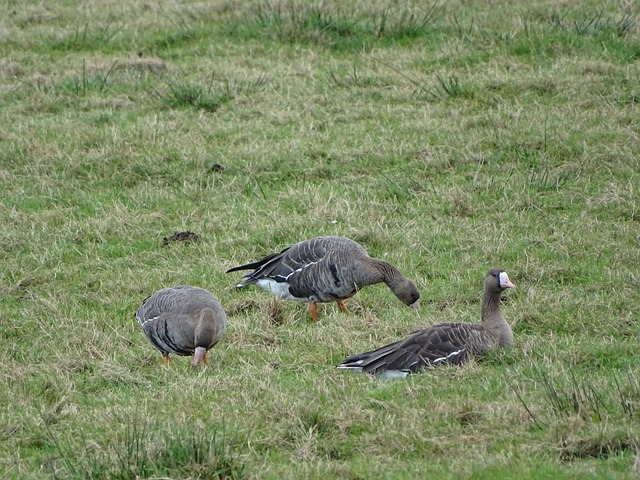 他们带着满 他们带着满